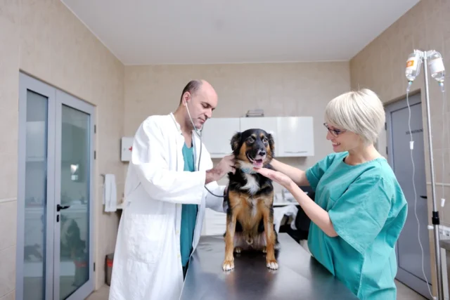 dog vaccine tracker