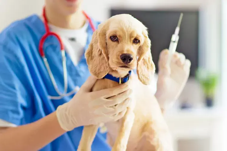 In first plan we can see a dog and in the back we see a doctor with a needle. The image is here to show an image of vaccination tracking. 